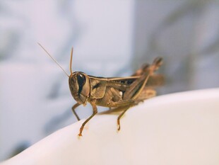 杯沿上的蚂蚱