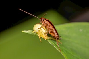 蟑螂