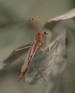 红腿昆虫栖息于叶片上