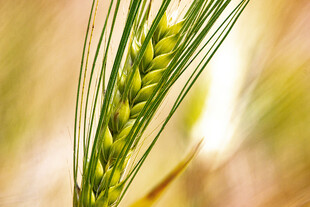 麦穗特写 展现自然生机