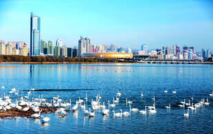 海滨城市飞鸟与美丽天际线