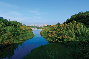 河畔绿植环绕的宁静水域