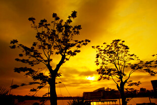 夕阳下的树木剪影