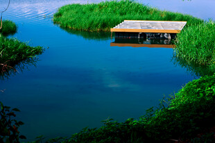 宁静湖中小屋与葱郁绿植