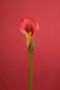 单支粉色马蹄莲
