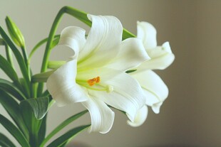 纯洁白百合绽放