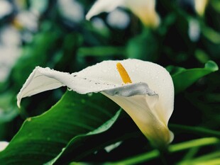 优雅马蹄莲绽放绿意间