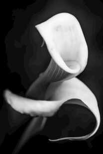 黑白马蹄莲特写
