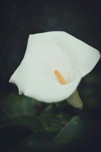 纯白马蹄莲特写