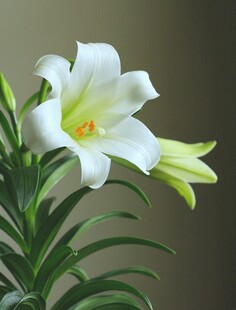 优雅白色百合花绽放
