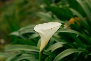 优雅马蹄莲绽放绿意间
