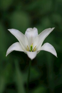 纯洁白花绽放