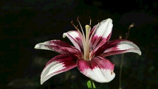 红白相间百合花特写