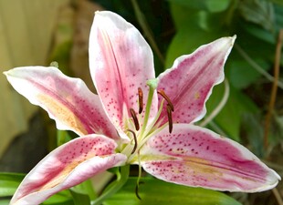 娇艳粉色百合花特写