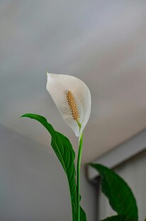 白色马蹄莲特写