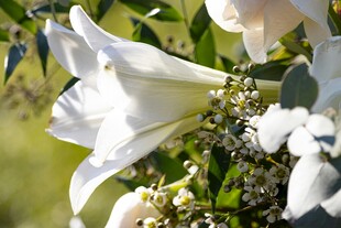 洁白绽放的优雅百合花
