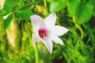 百合花
