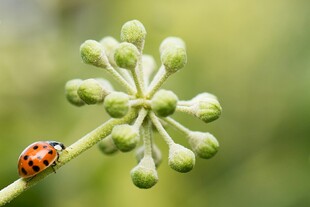 瓢虫栖于嫩绿植物之上