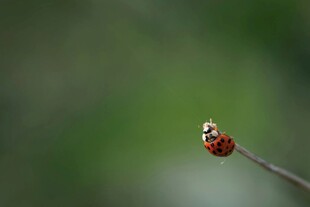 枝头瓢虫特写