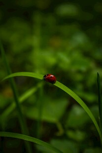绿叶上的红色瓢虫