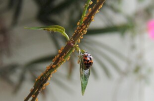 瓢虫