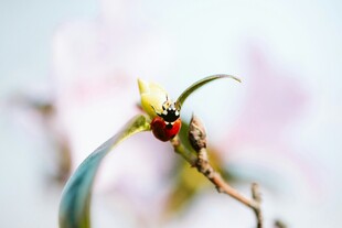 枝头瓢虫