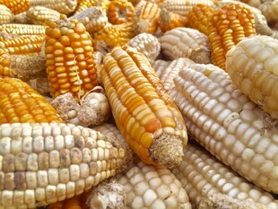金黄饱满的玉米堆