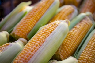 新鲜玉米棒 饱满诱人