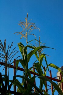 蓝天映衬下的玉米植株