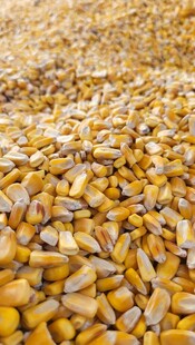 金黄玉米粒铺满地面