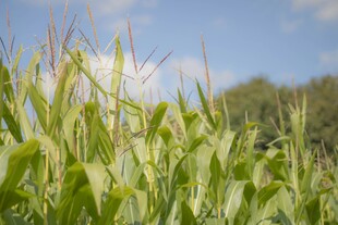 田野中的茂盛玉米植株
