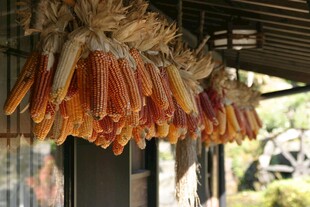 屋檐下悬挂的金黄玉米串