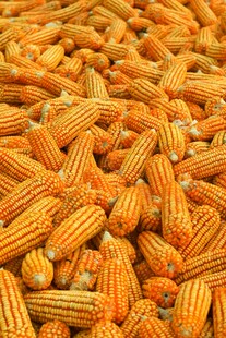 金黄饱满的玉米堆