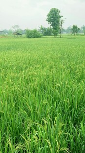 翠绿稻田 田园风光美景