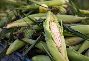新鲜玉米堆 饱满诱人