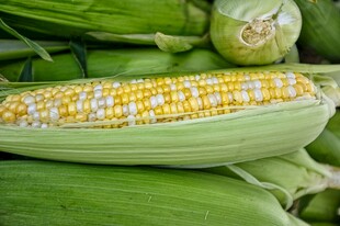 新鲜玉米棒