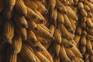 金黄玉米成串挂