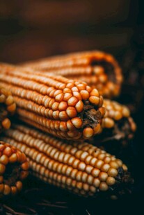 新鲜玉米棒 散发自然气息
