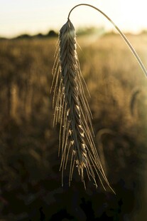 夕阳下的麦穗