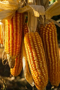 金黄饱满的成熟玉米棒
