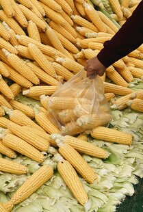 手抓新鲜玉米棒