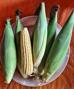 新鲜玉米摆放在盘中
