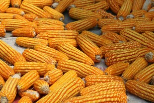 金黄饱满玉米堆成一片