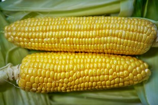 两颗饱满金黄新鲜玉米棒
