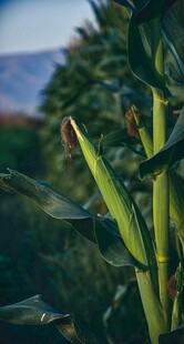 茁壮生长的玉米植株