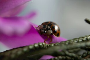 蜗牛栖息于紫色花朵旁