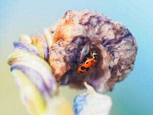 瓢虫藏于花中