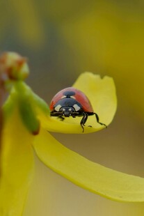 瓢虫栖于黄花之上