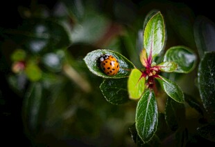 绿叶上的多彩甲虫