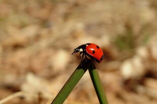 瓢虫立于绿叶之上